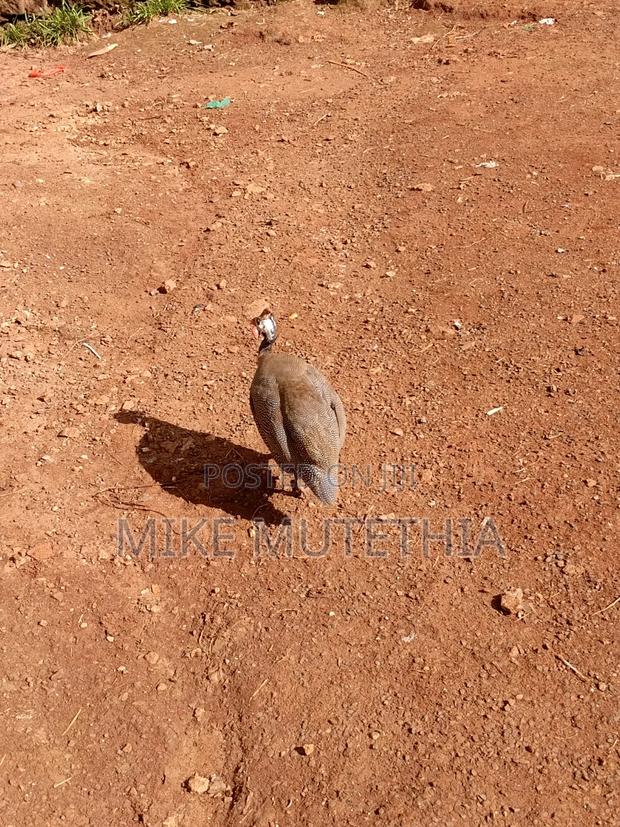 Male Guineafowls Only 1800 - thumbnail 9