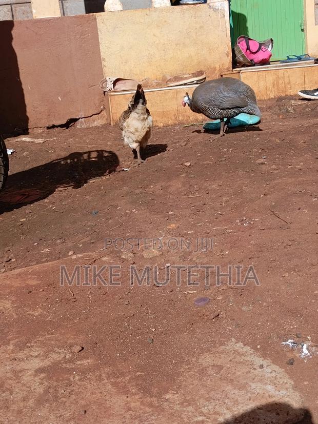 Male Guineafowls Only 1800 - thumbnail 10