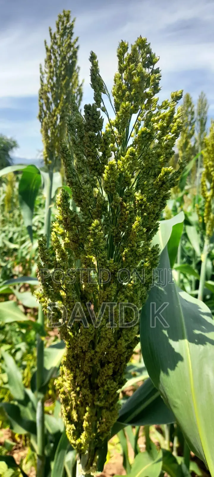 Fodder Mabrouk Sudan Grass