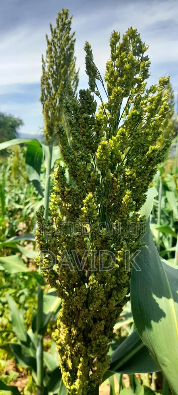 Fodder Mabrouk Sudan Grass - thumbnail 2