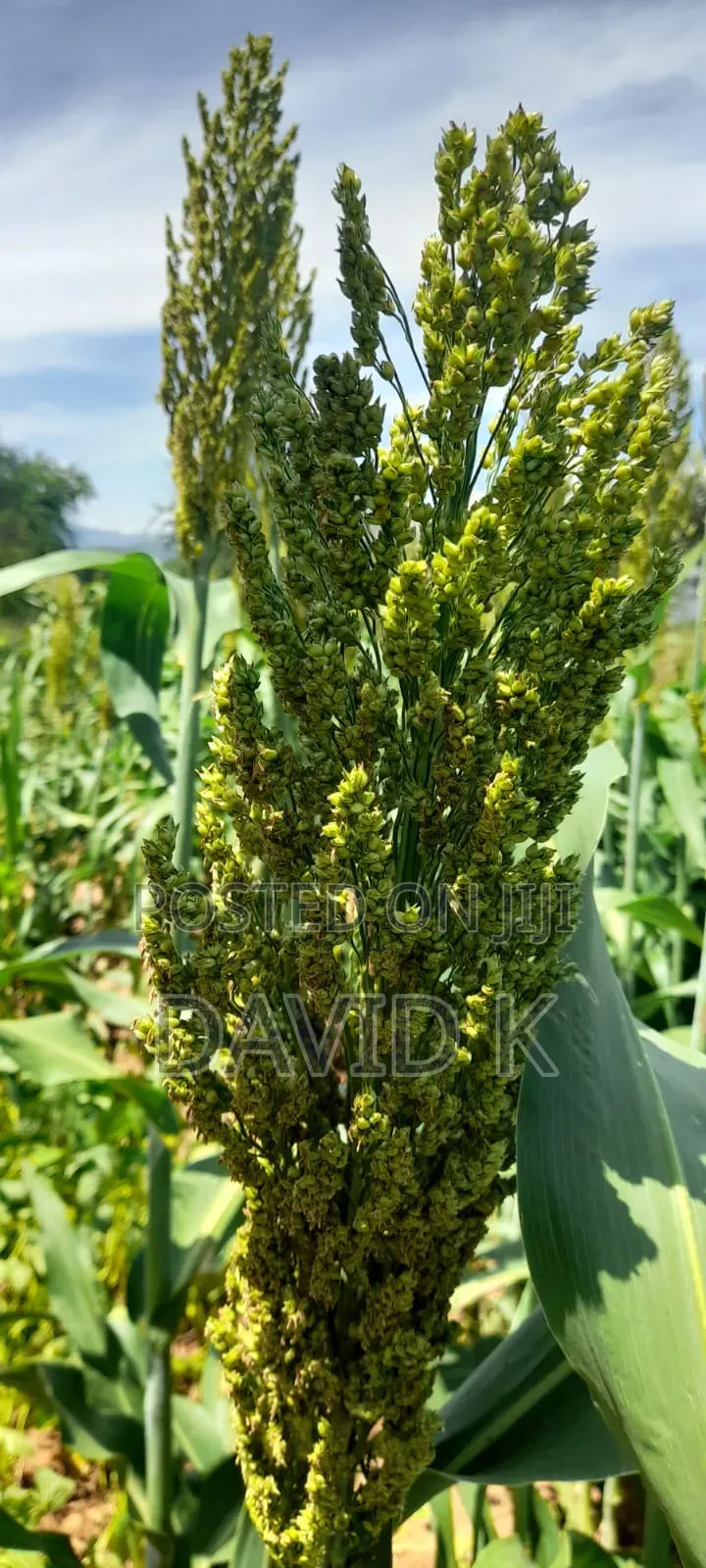 Fodder Mabrouk Sudan Grass