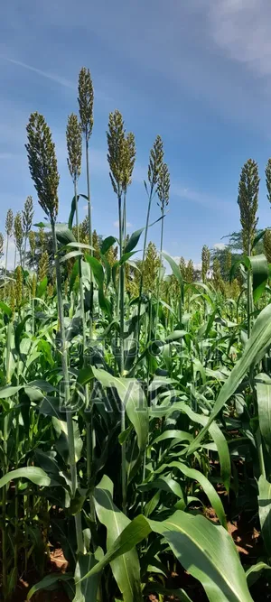 Fodder Mabrouk Sudan Grass