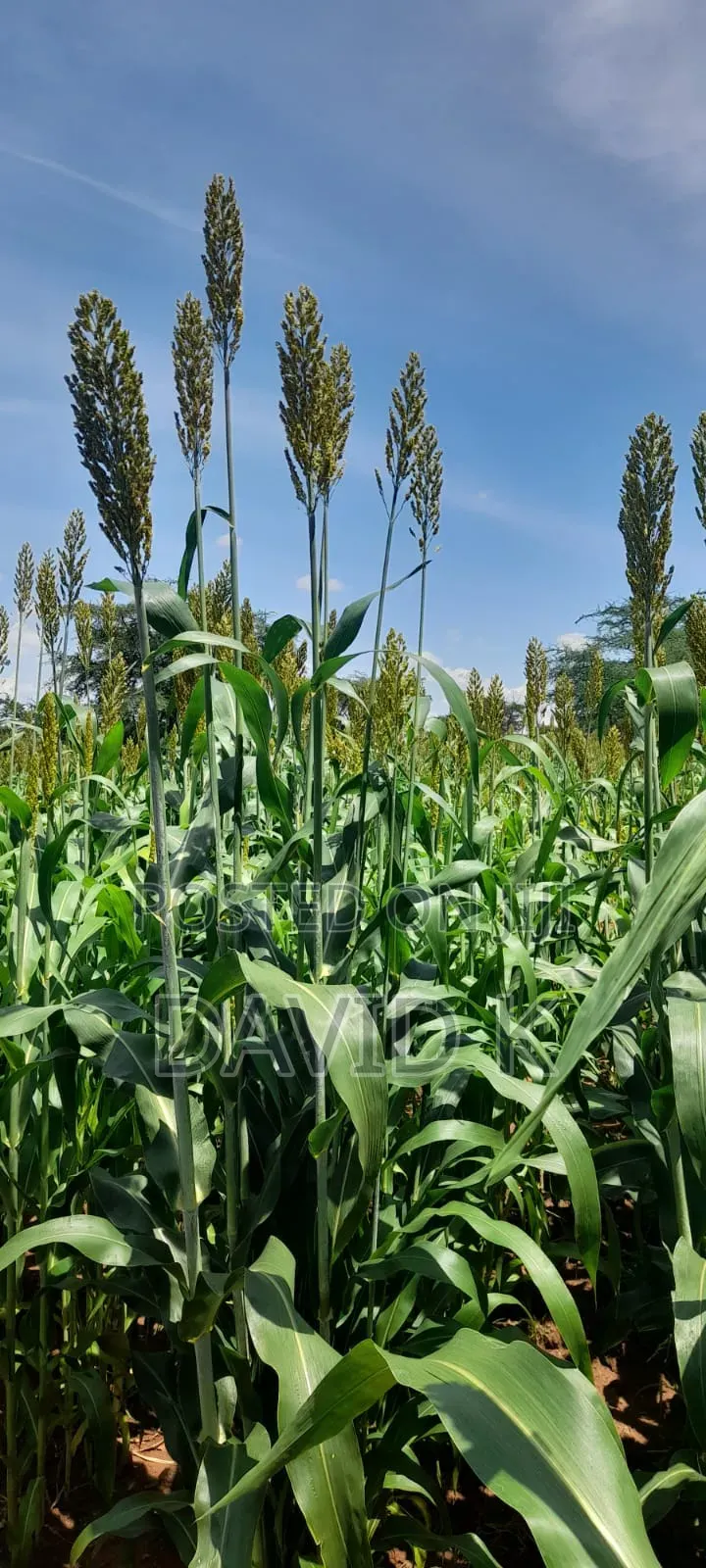 Fodder Mabrouk Sudan Grass