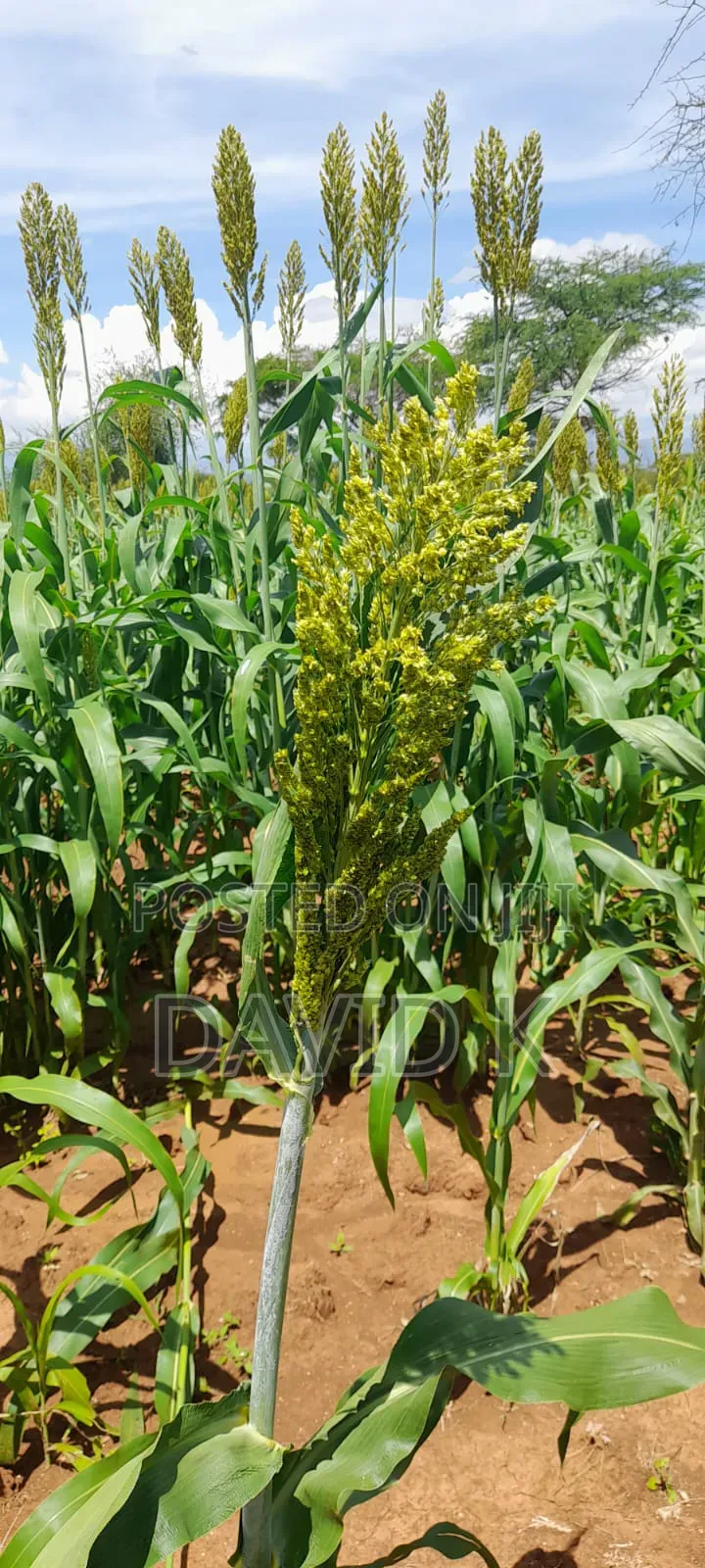 Fodder Mabrouk Sudan Grass