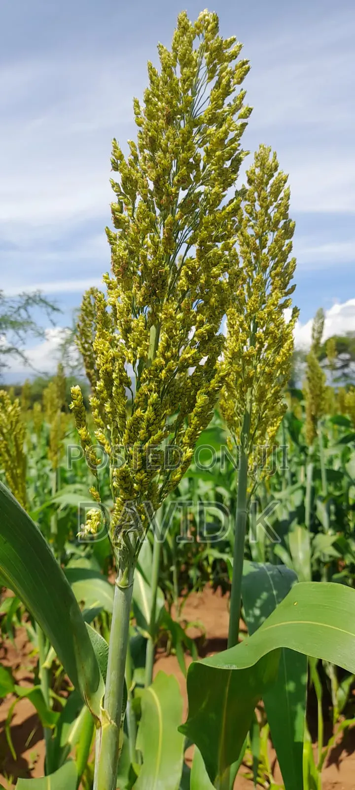 Fodder Mabrouk Sudan Grass