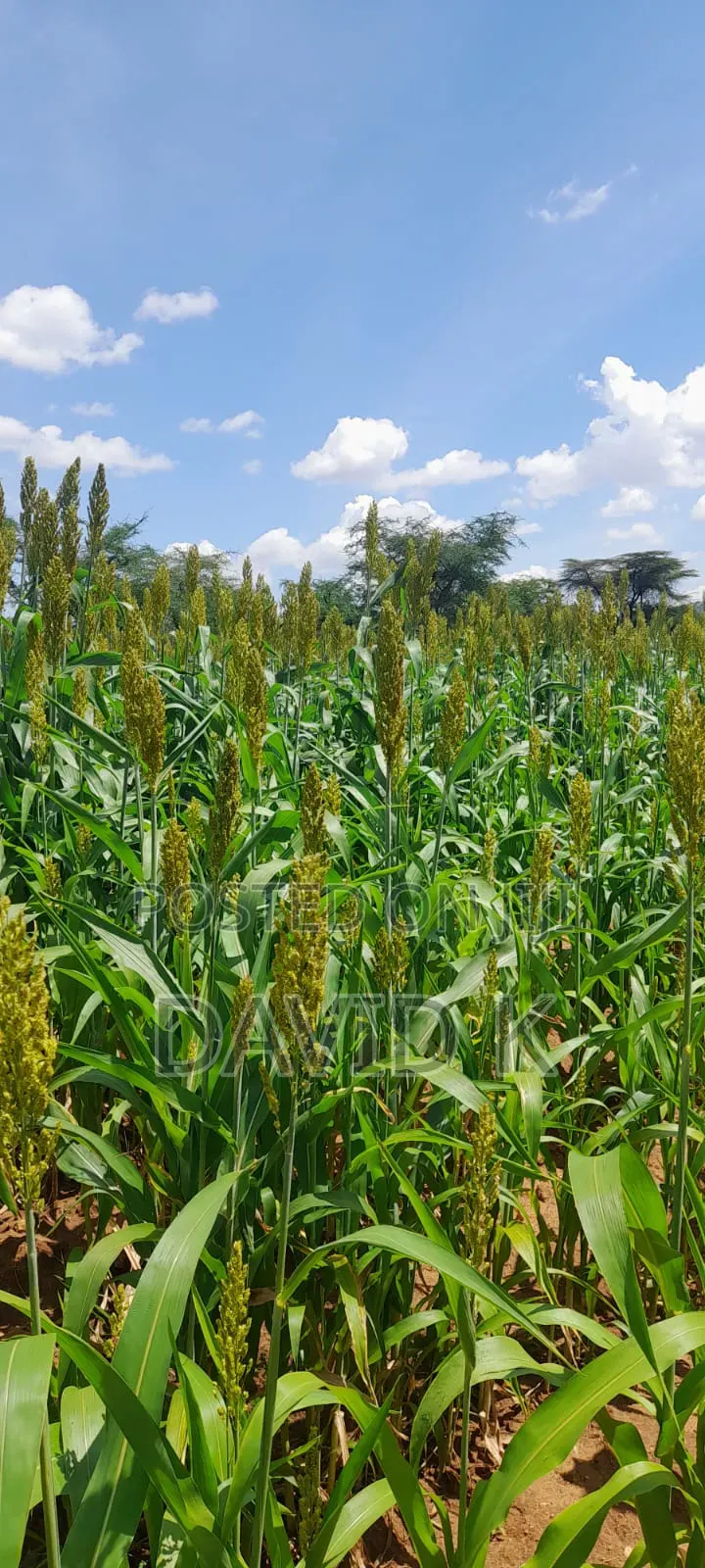 Fodder Mabrouk Sudan Grass