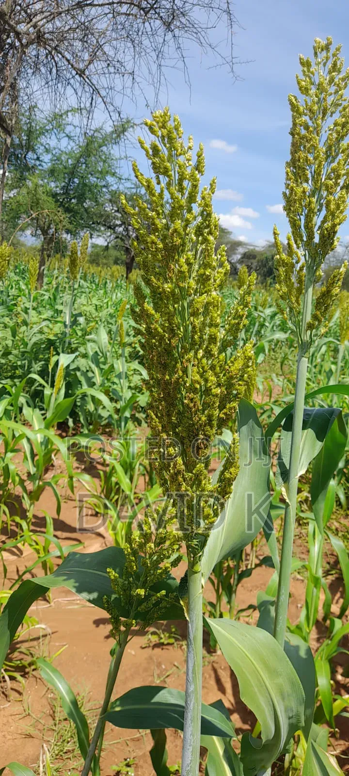 Fodder Mabrouk Sudan Grass