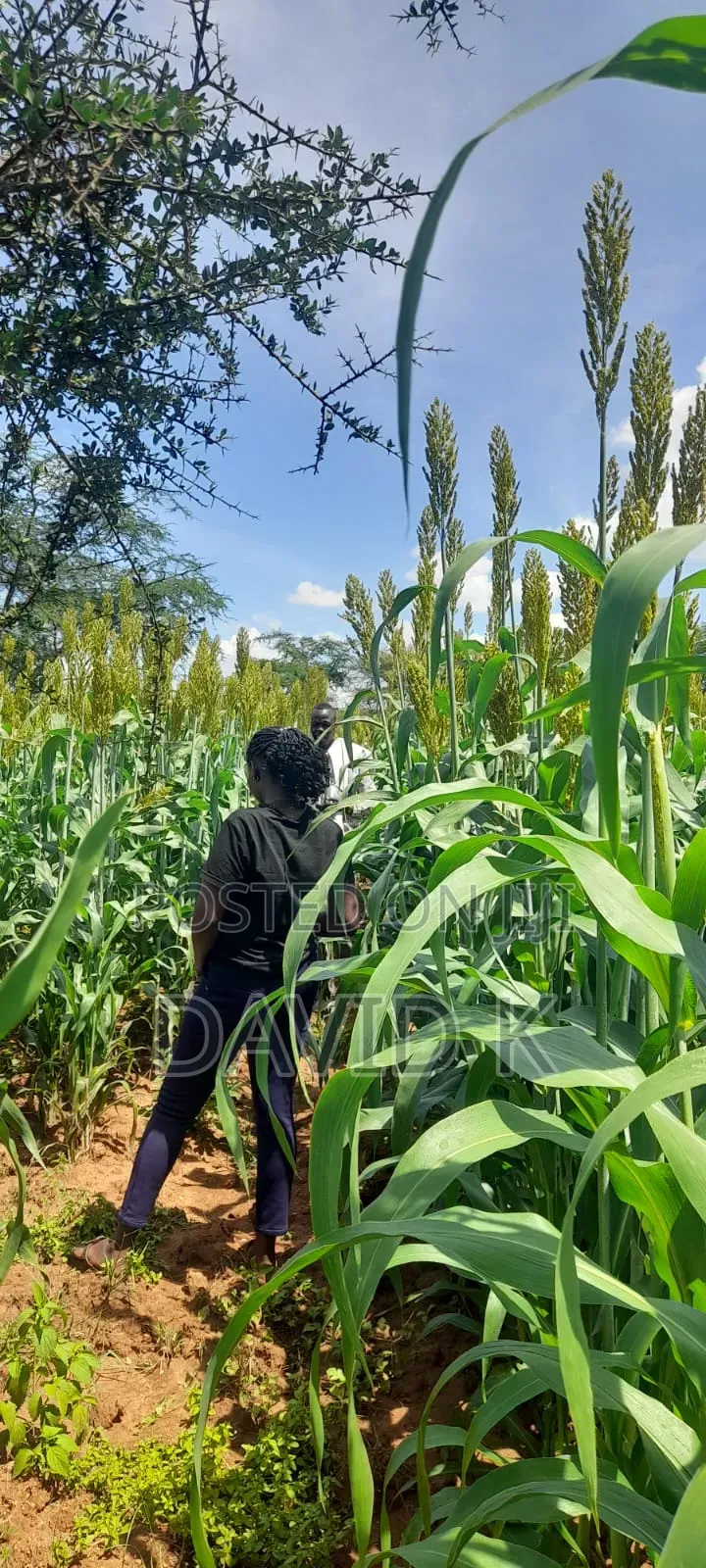 Fodder Mabrouk Sudan Grass