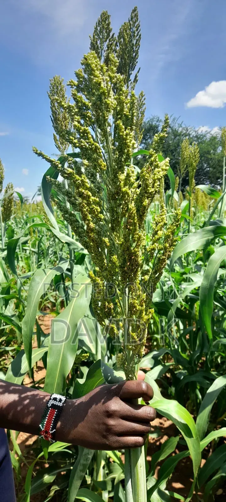 Fodder Mabrouk Sudan Grass