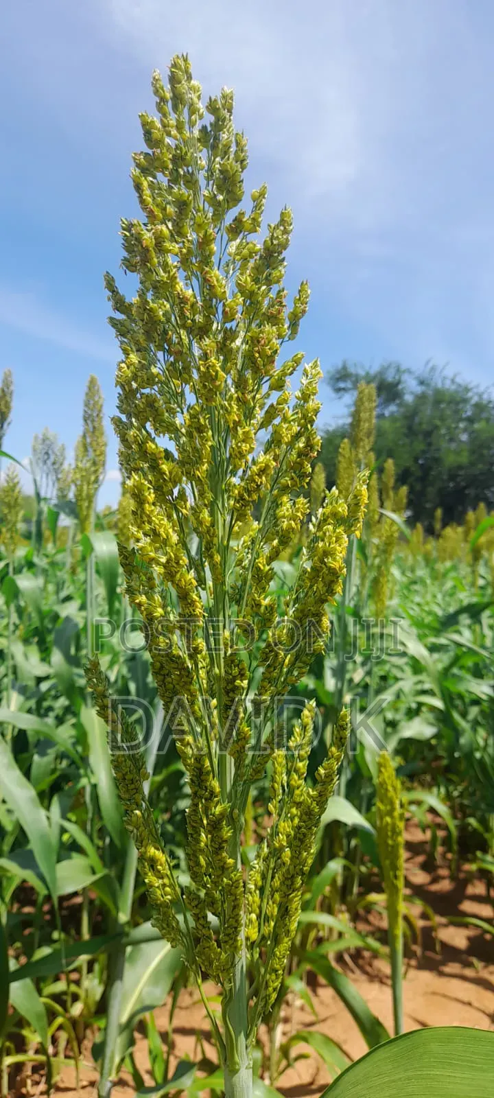 Fodder Mabrouk Sudan Grass