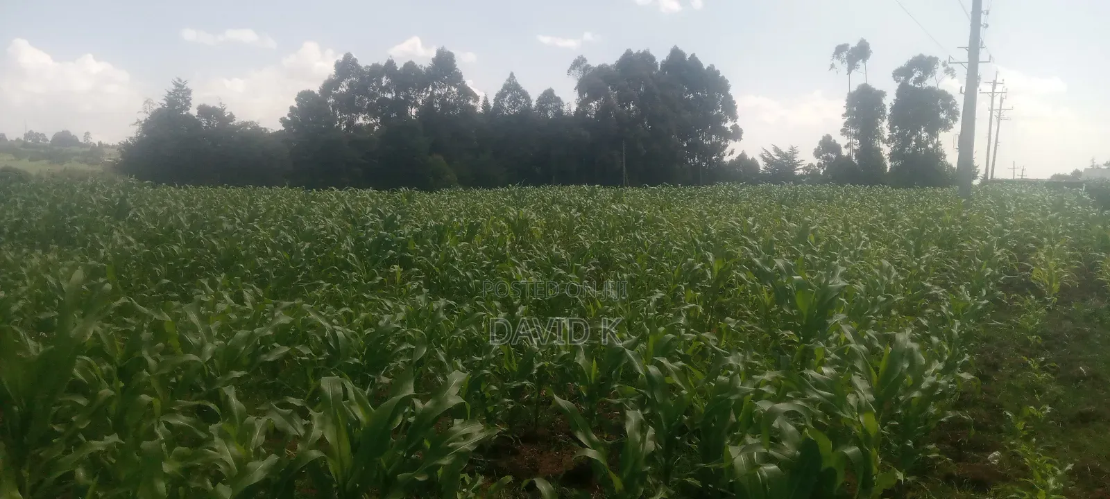 Fodder Mabrouk Sudan Grass
