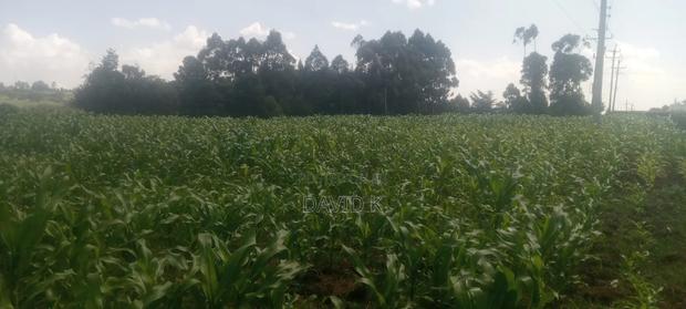 Fodder Mabrouk Sudan Grass - thumbnail 12