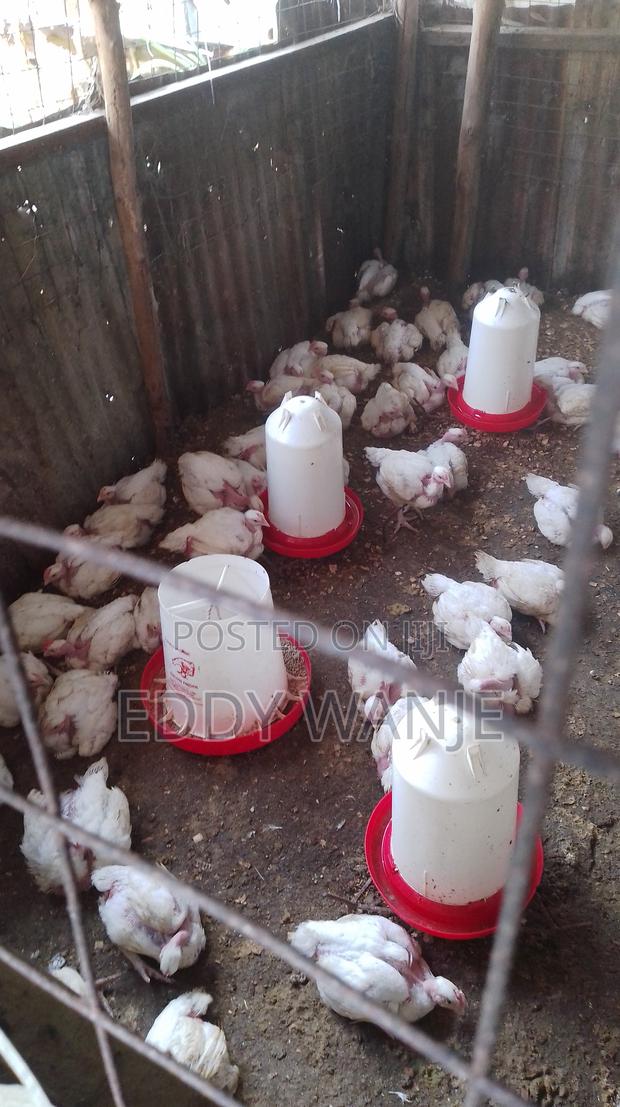 Broiler Chicken For Sale - thumbnail 2