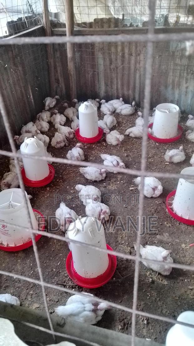 Broiler Chicken For Sale