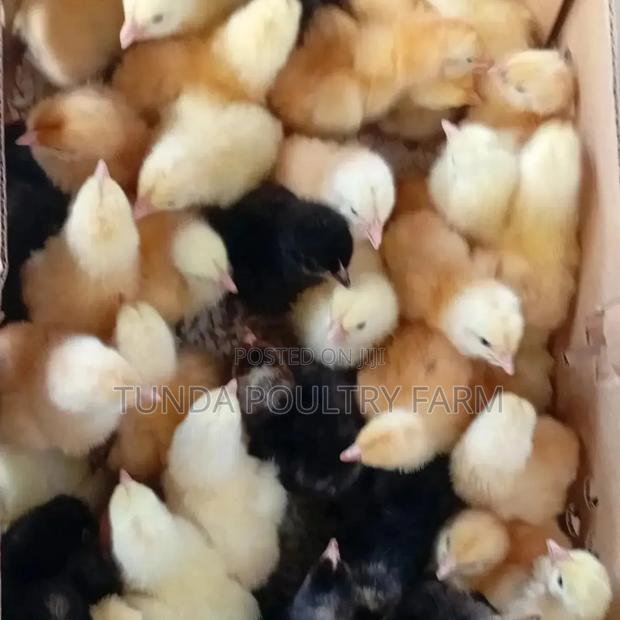 1 Day Old Chicks - thumbnail 2