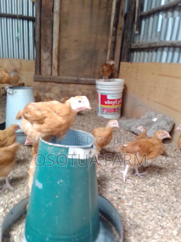 Fully Vaccinated, 6 Weeks Old F1 Sasso Chicks