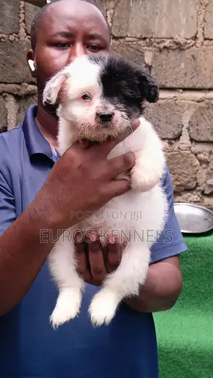 1-3 months Male Purebred Havanese