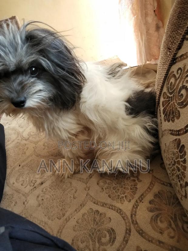 0-1 month Male Mixed Breed Maltese