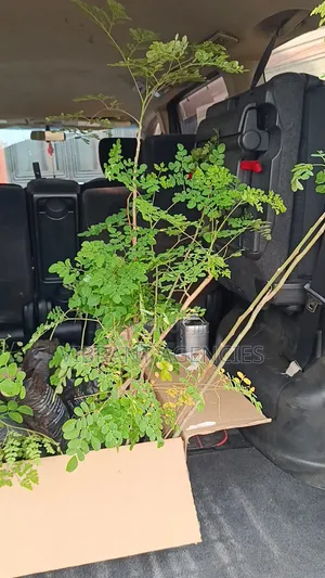 Moringa Oleifera Seeds Price Per Kg