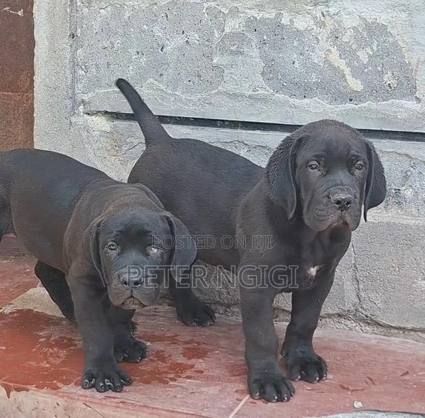 3-6 months Female Purebred Boerboel