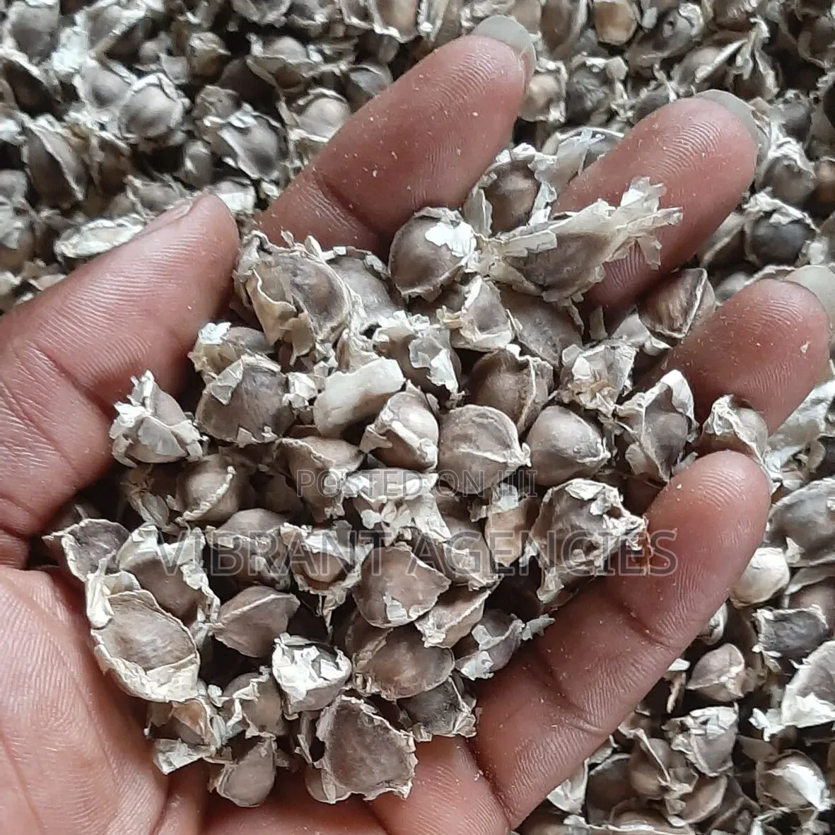 Moringa Oleifera Seeds Price Per Kg
