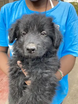1-3 months Male Purebred German Shepherd