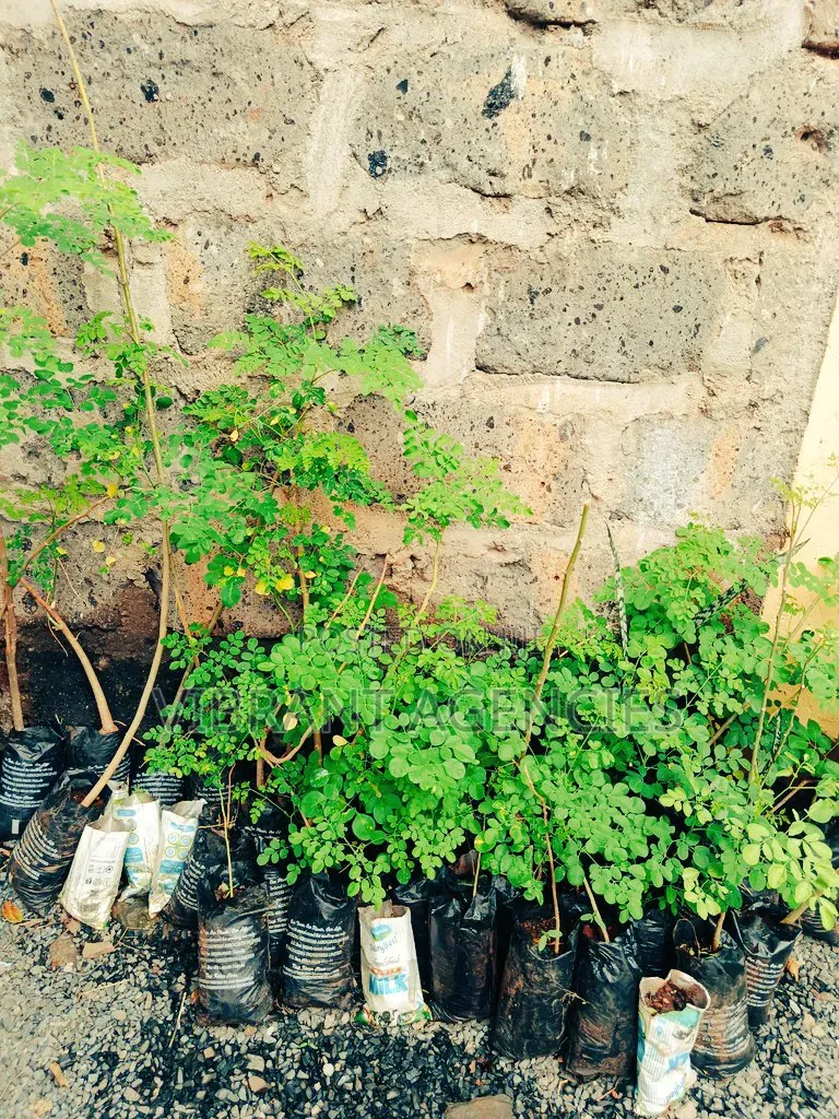 Moringa Seedlings