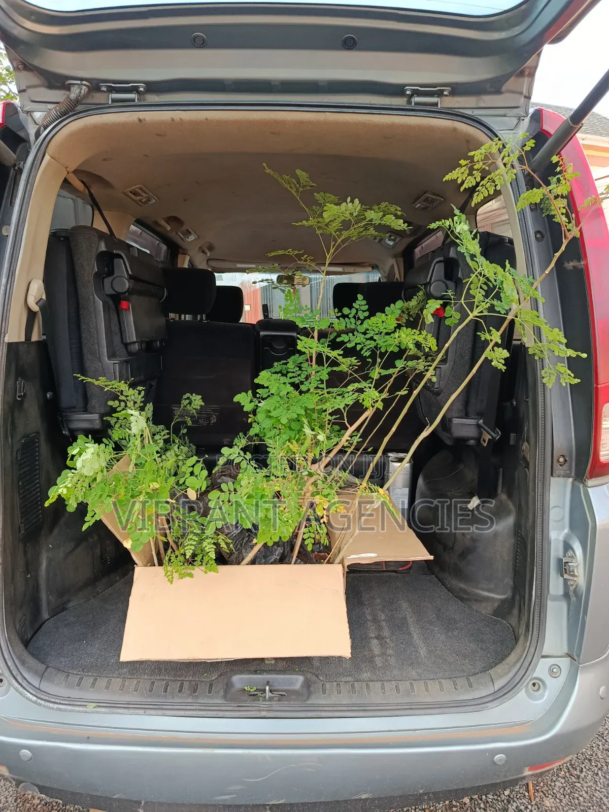 Moringa Seedlings