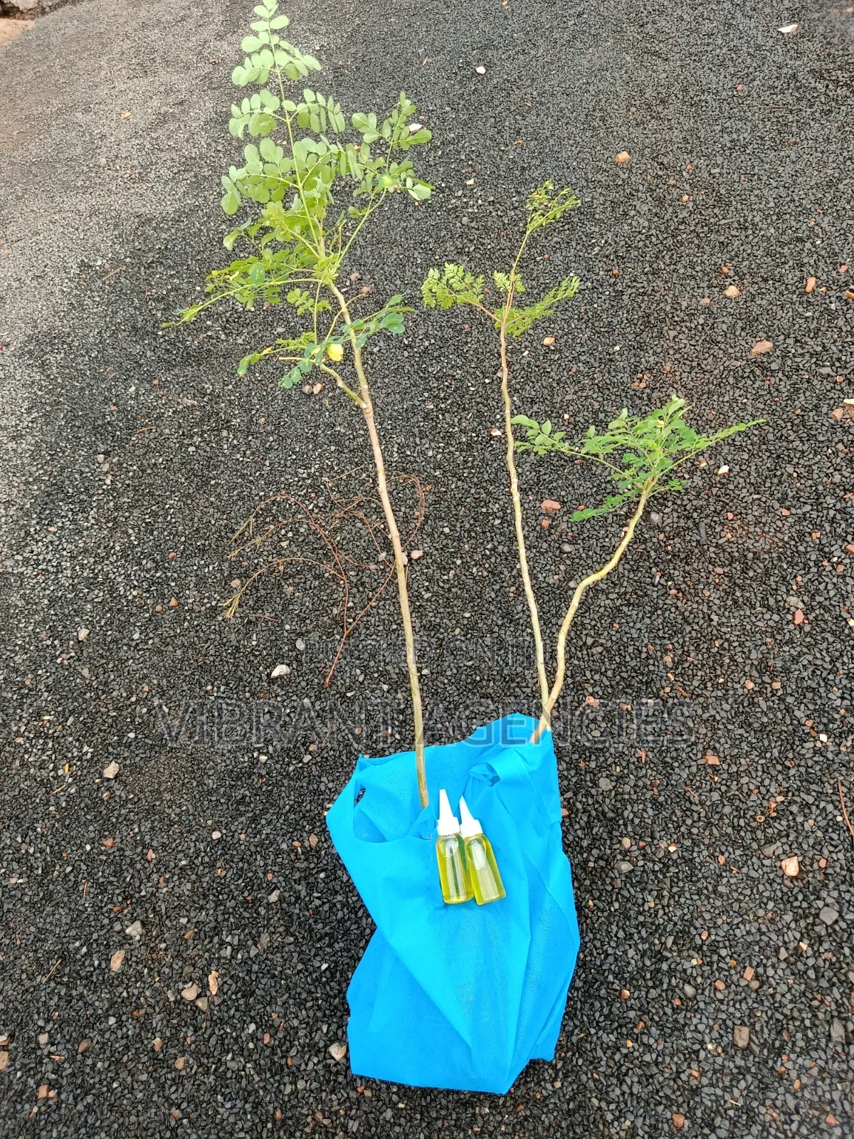 Moringa Seedlings