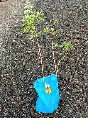 Moringa Seedlings