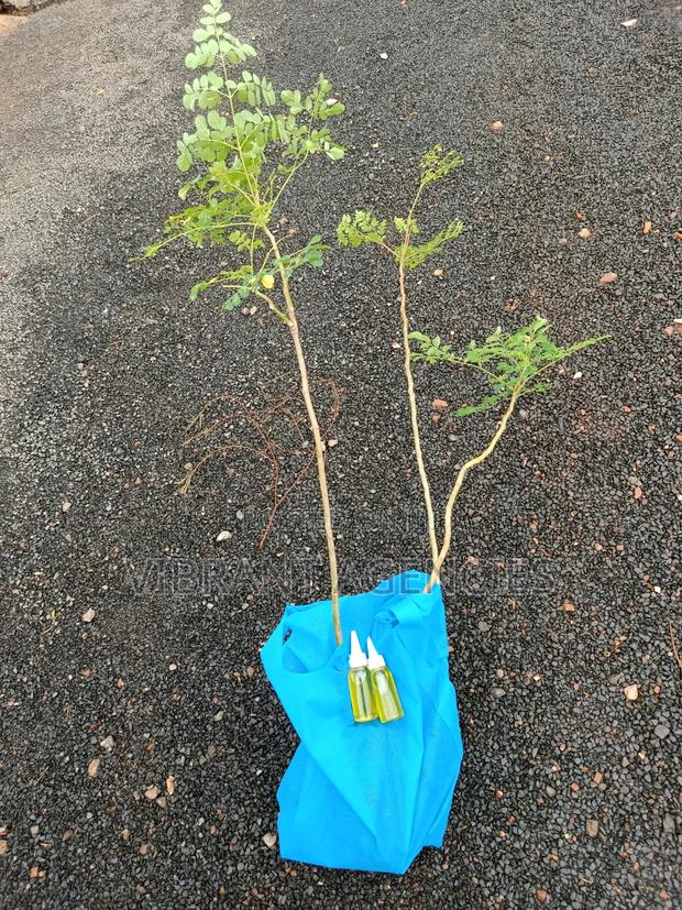 Moringa Seedlings - thumbnail 4