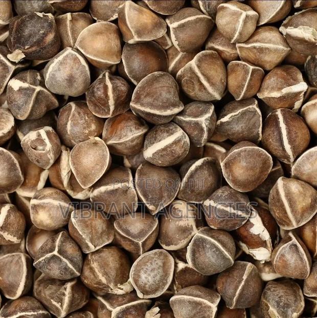 Moringa Seedlings - thumbnail 3