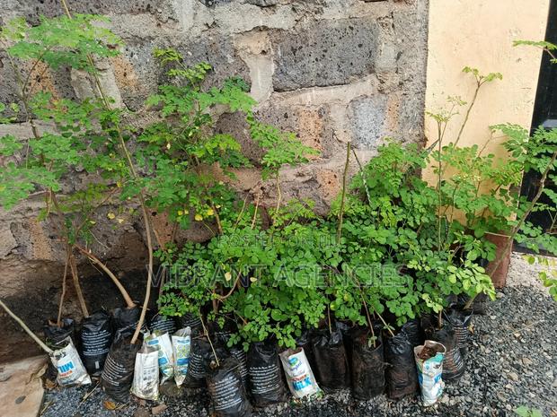Moringa Oleifera Powder - 200gms - thumbnail 4