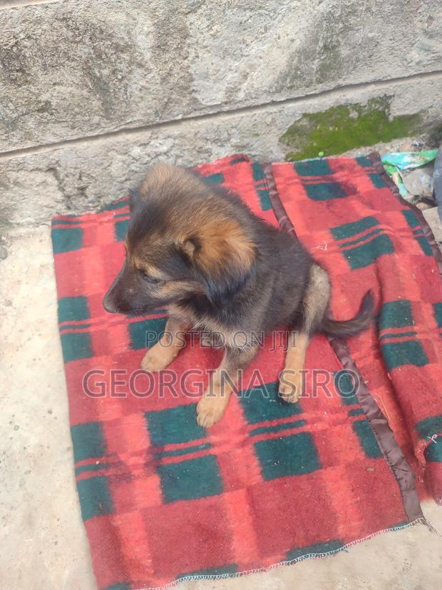 1-3 months Female Mixed Breed German Shepherd
