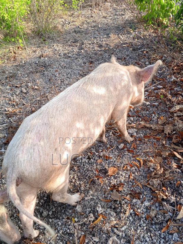 Strong and Healthy Pig Available