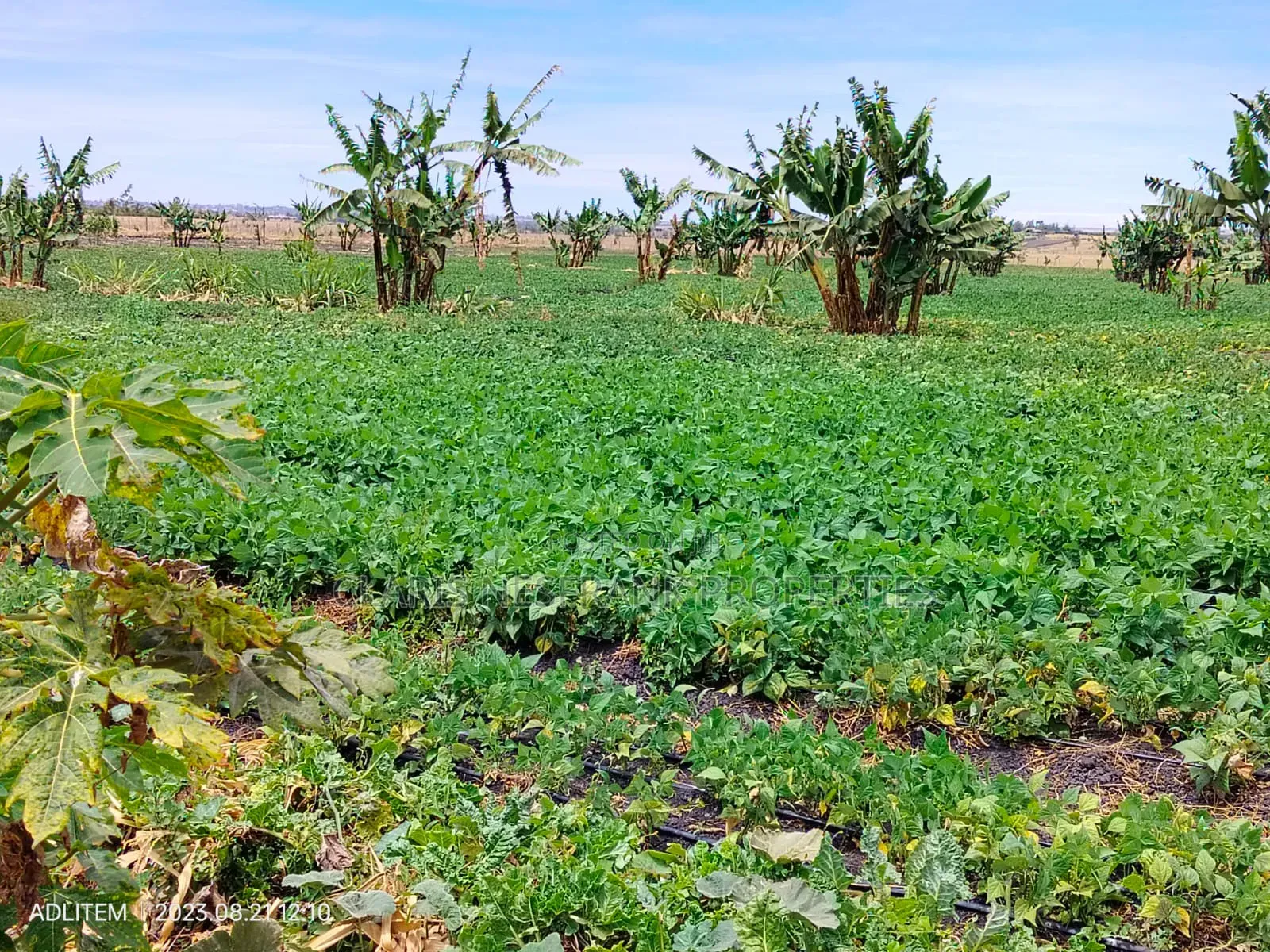 Ready Title 50x100 Isinya Plots At
