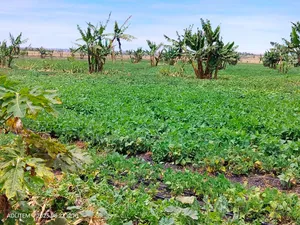 Ready Title 50x100 Isinya Plots At