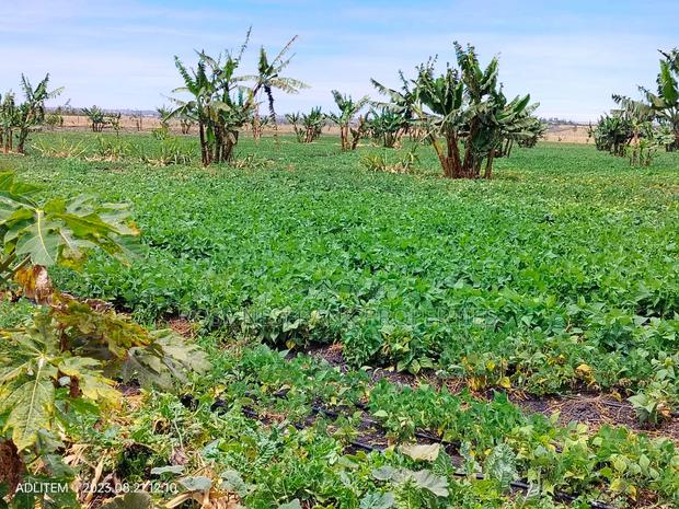 Isinya 50*100 Ready Title Plots at 