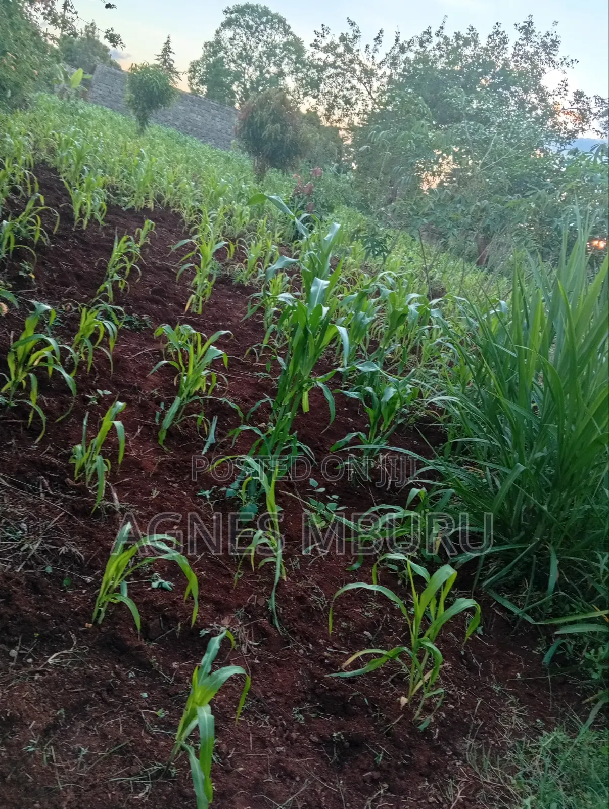 Plots for Sale