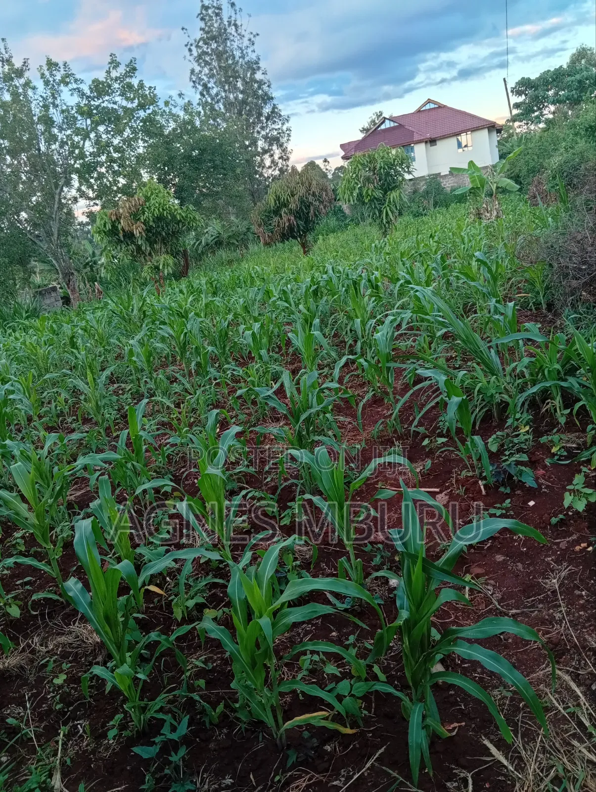 Plots for Sale