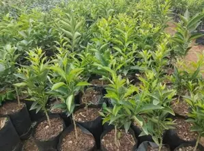 Fruit Seedlings Include Pixie,Hass Avocado,Pomegranate,Guava,Passion E