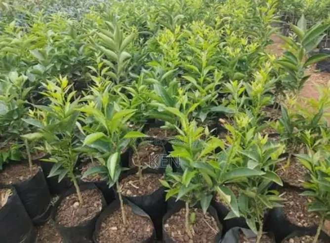 Fruit Seedlings Include Pixie,Hass Avocado,Pomegranate,Guava,Passion E
