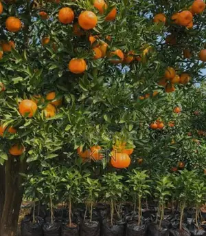 Fruit Seedlings Include Pixie,Hass Avocado,Pomegranate,Guava,Passion E