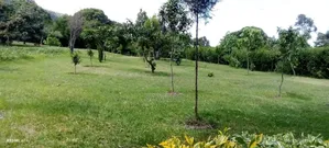 Maimahiu Plots