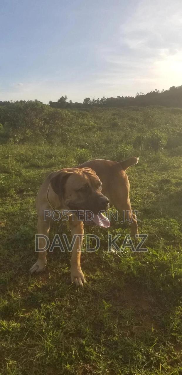 1+ year Male Purebred Boerboel