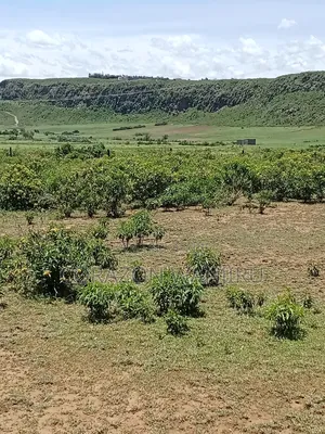 50*100plots in Gilgil