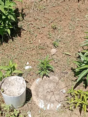 50*100plots in Gilgil