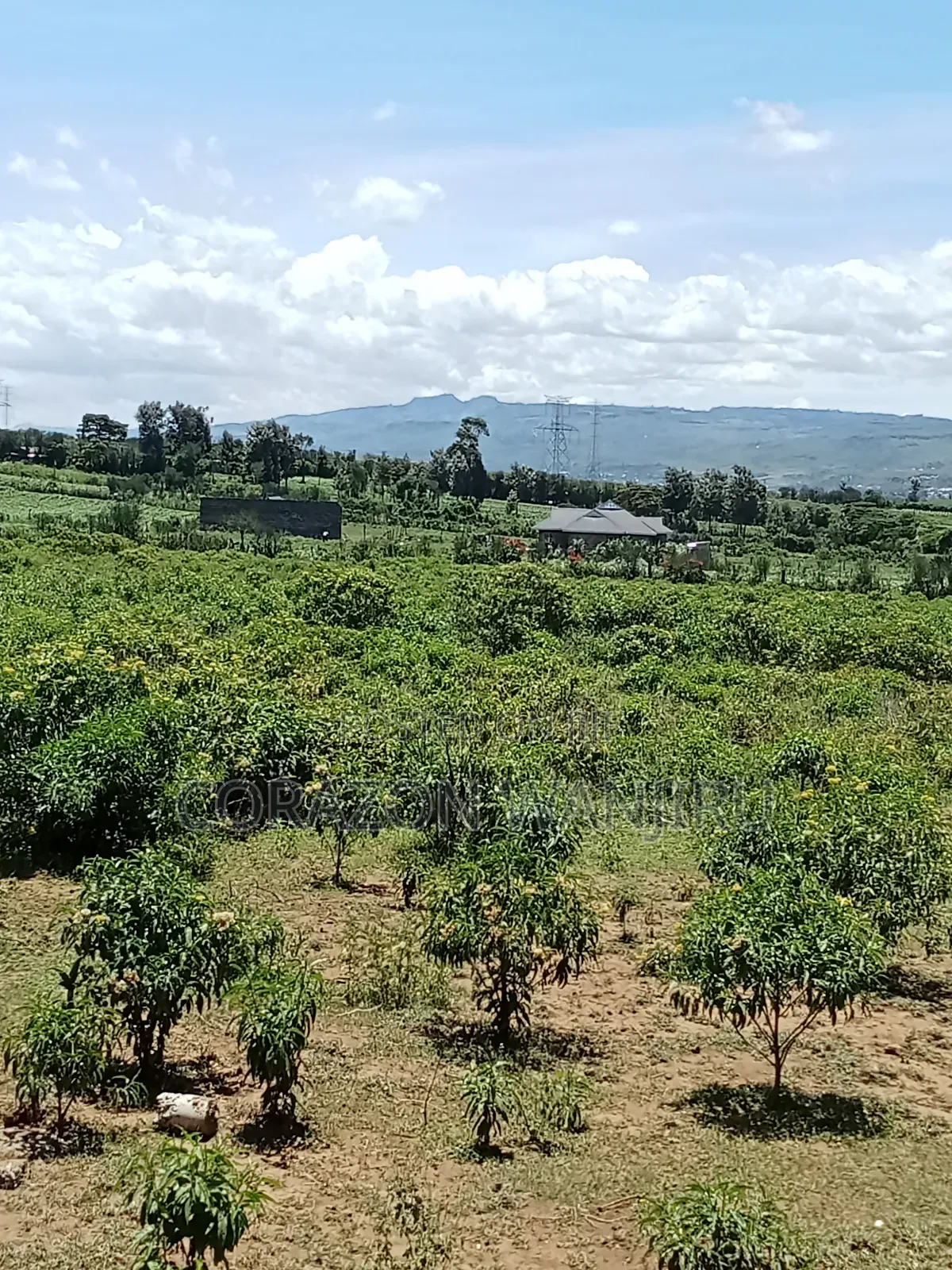 50*100plots in Gilgil