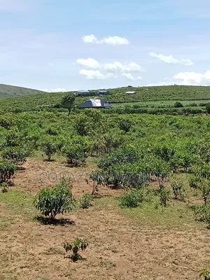 50*100plots in Gilgil