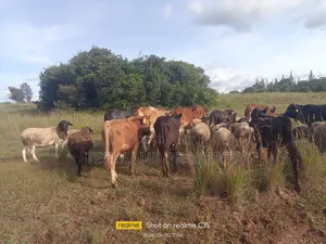 3acres Honi Nyaribo Kieni Nyeri.